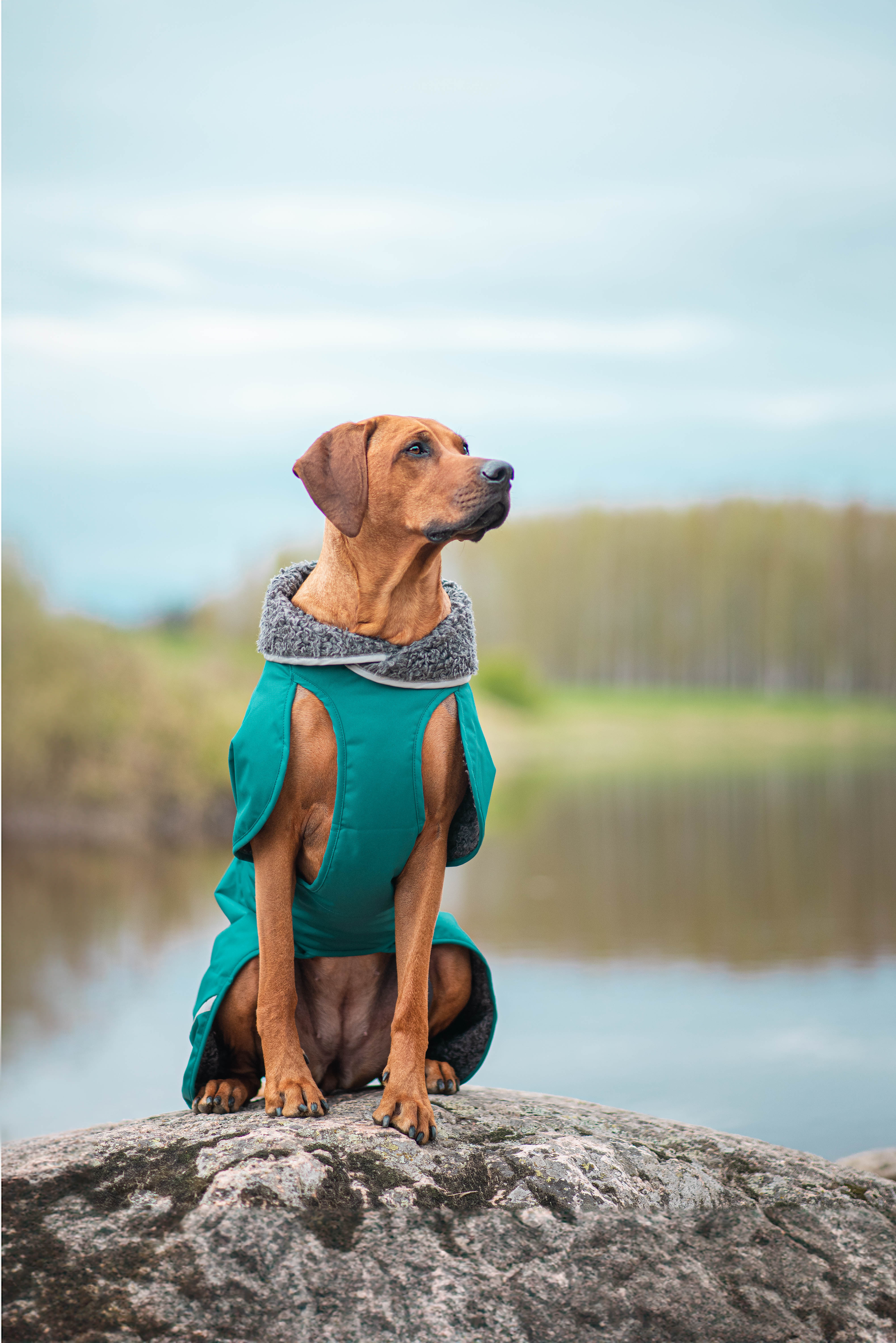 Hundemantel "Perus" mit Geschirröffnung 24/25 von Pomppa