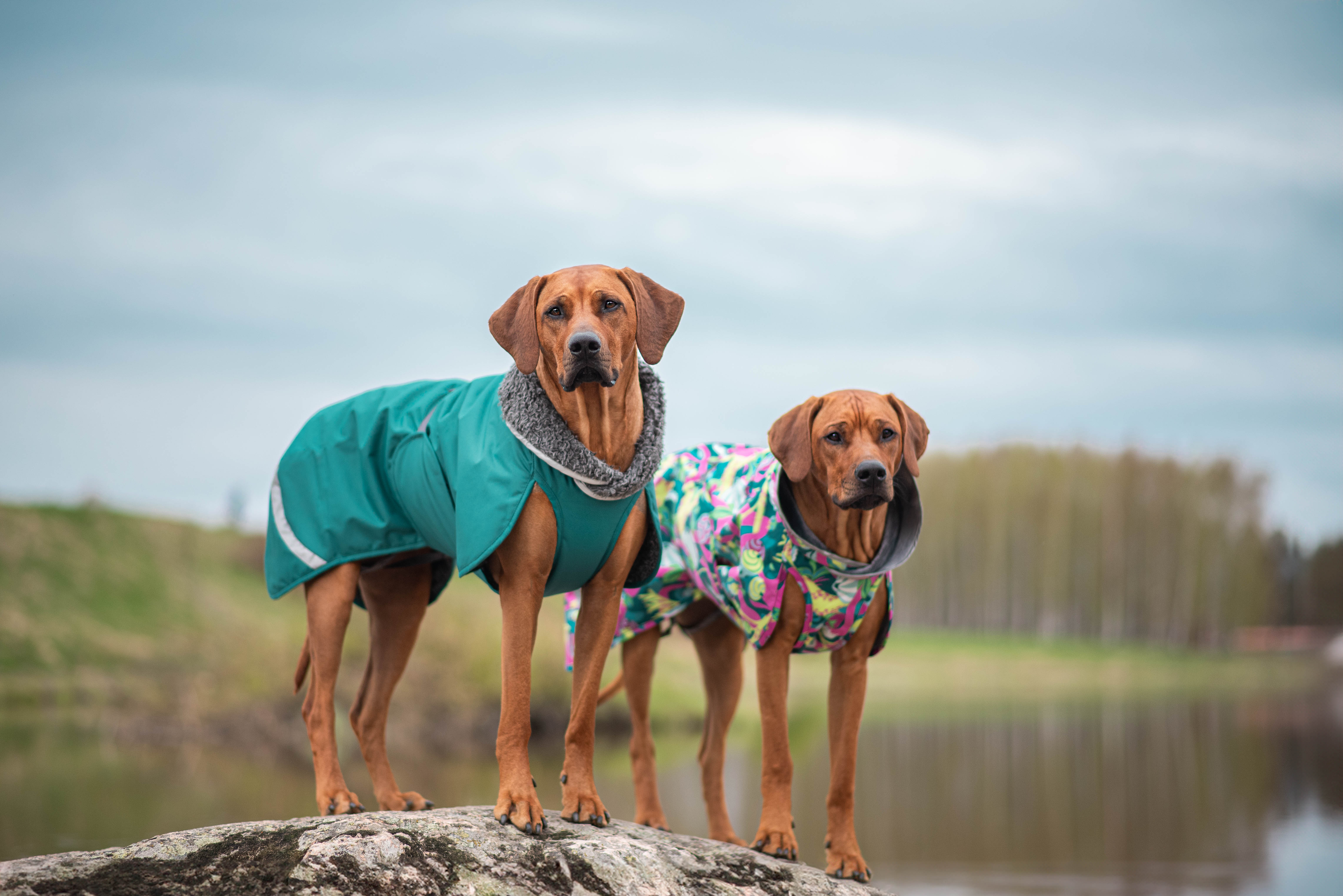 Hundemantel "Kevyt" mit Geschirröffnung von Pomppa 24/25