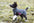 Hundemantel "Jumppa" Saison 23/24 von Pomppa