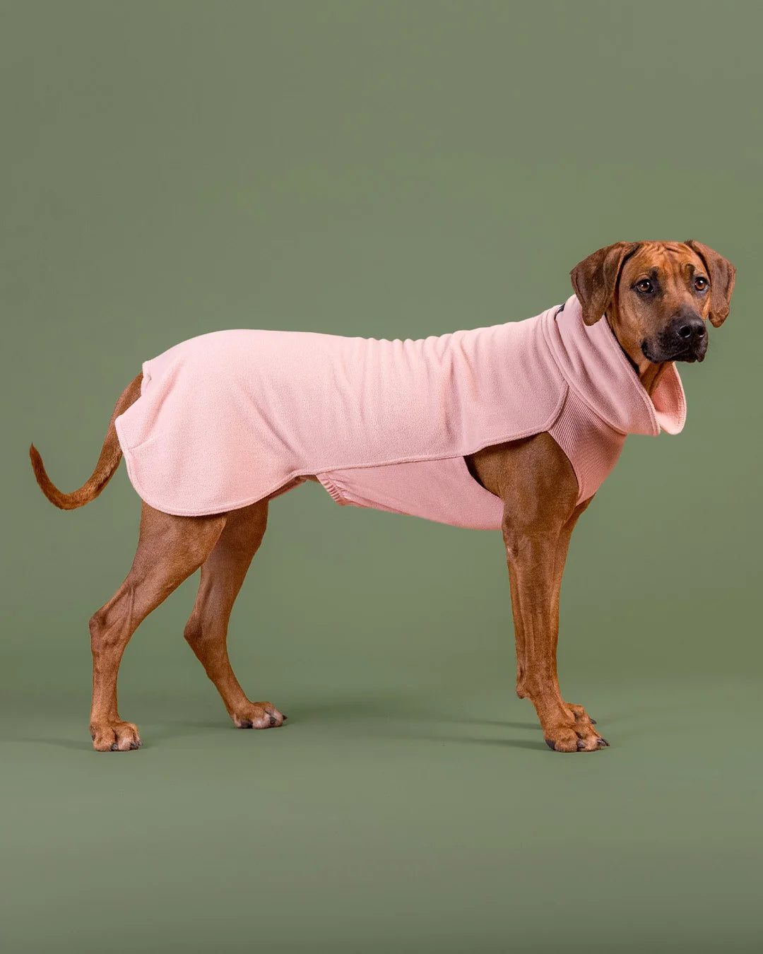 Dog Seawool Shirt von Paikka