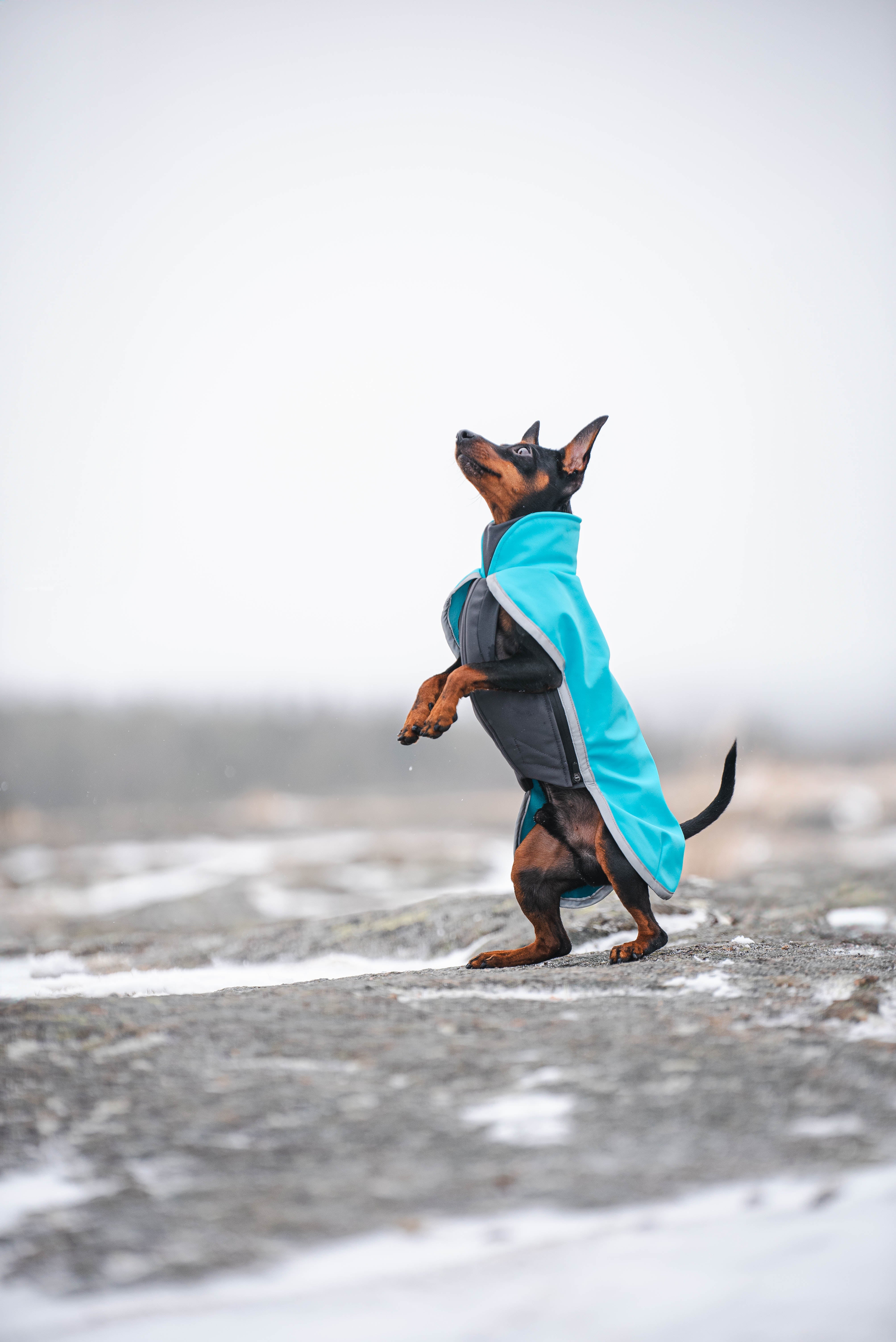 Hundemantel Sportti von Pomppa