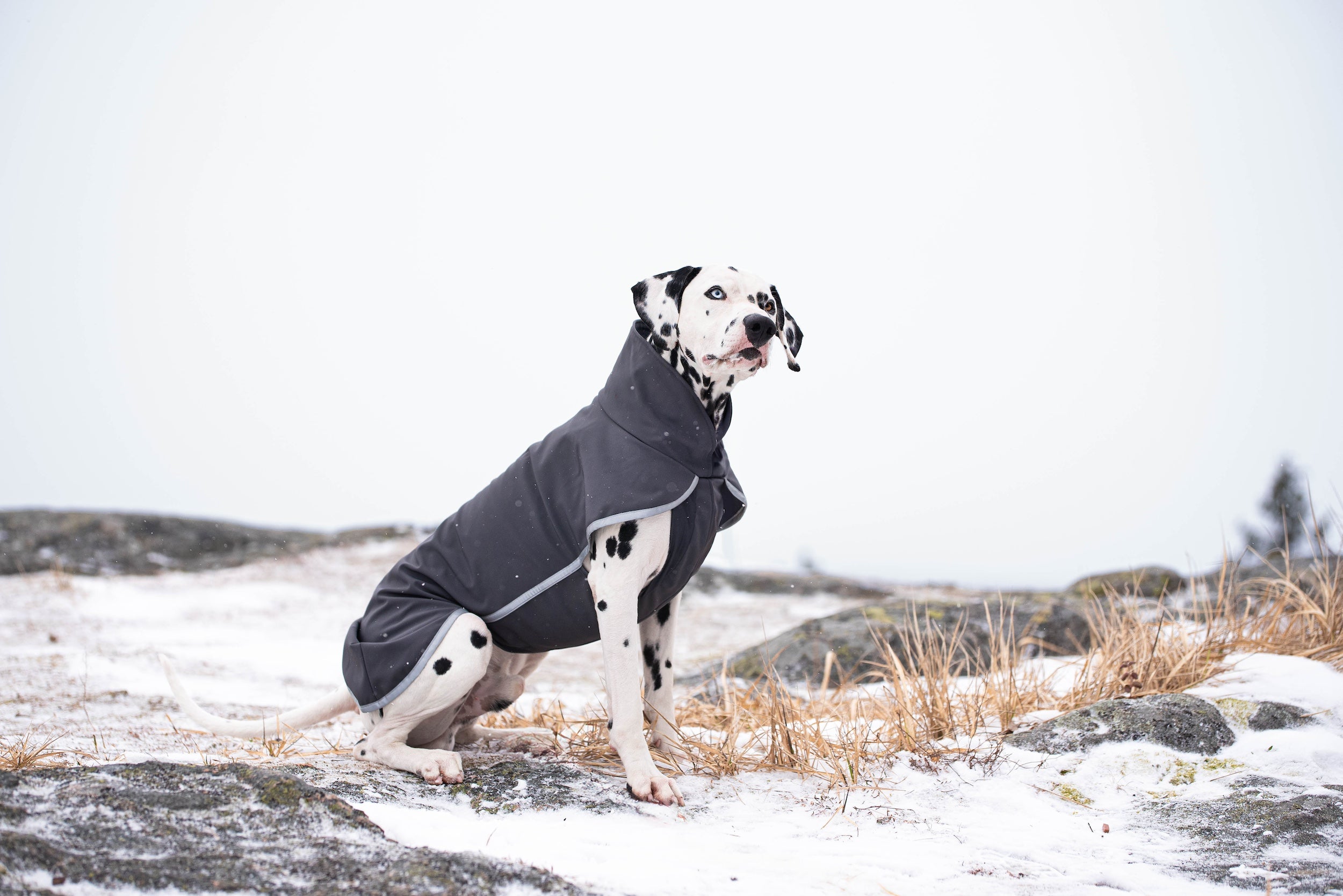 Hundemantel Sportti von Pomppa