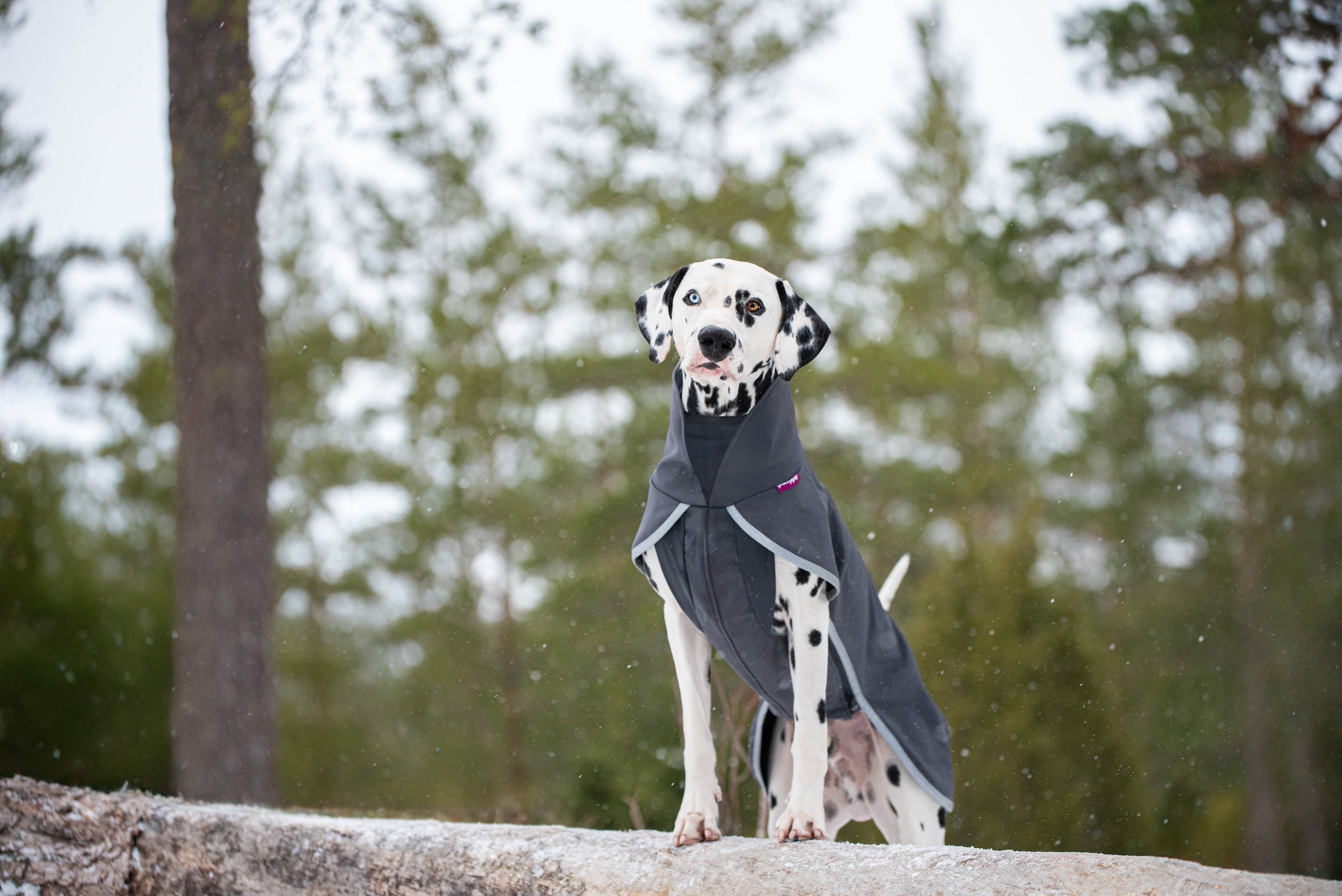 Hundemantel Sportti von Pomppa