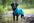 Hundemantel "Sade" Saison 23/24 von Pomppa
