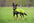 Hundemantel "Jumppa" Saison 23/24 von Pomppa