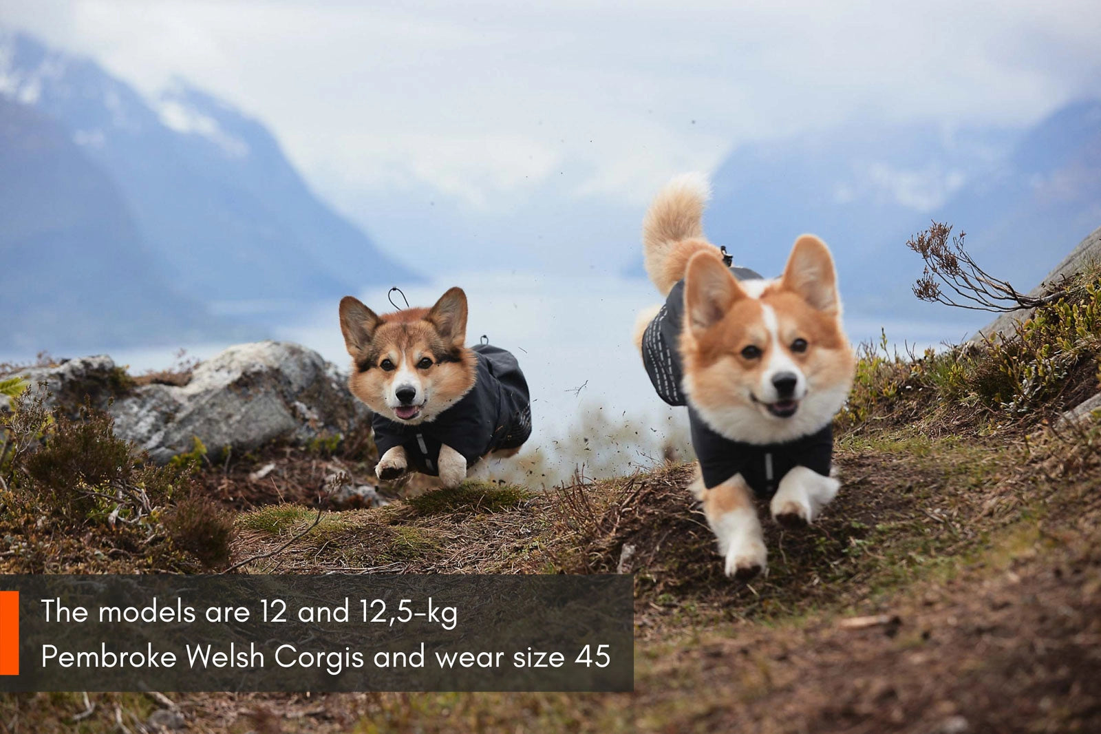 Hundemantel "Fjord Raincoat" von Non-stop dogwear