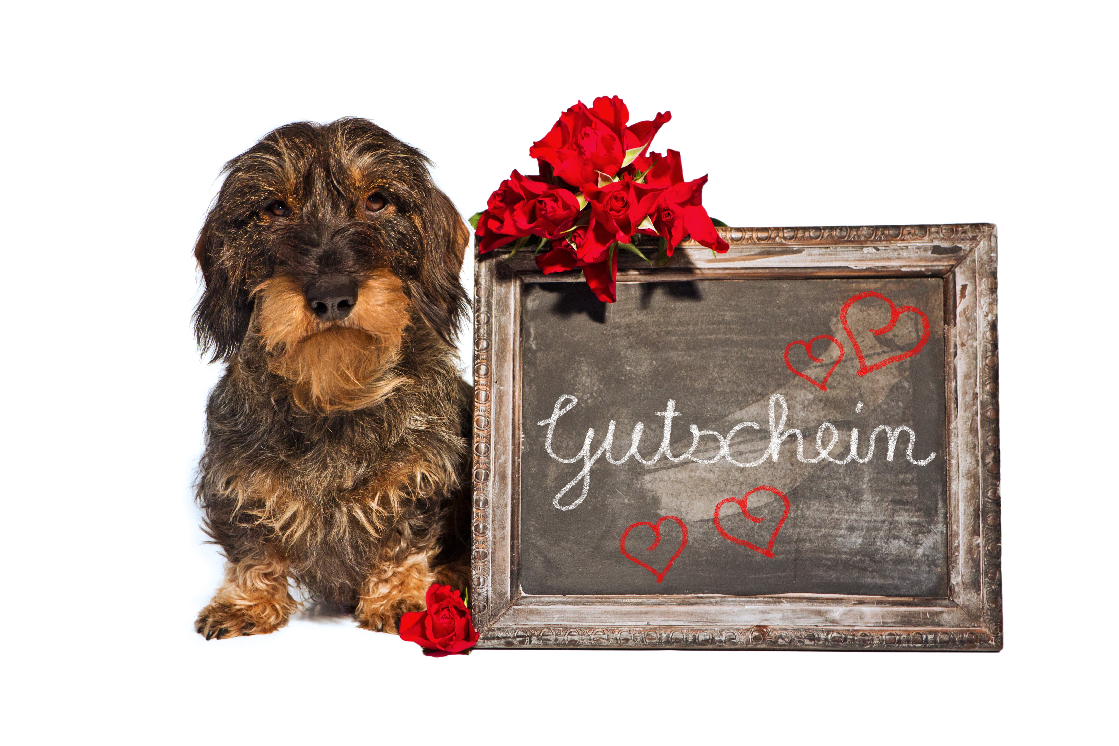 Goldfutter-Geschenkgutschein