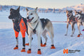 Bild in Galerie-Betrachter laden, Geschirr "Nansen Nome Harness 5.0" von Non-stop dogwear
