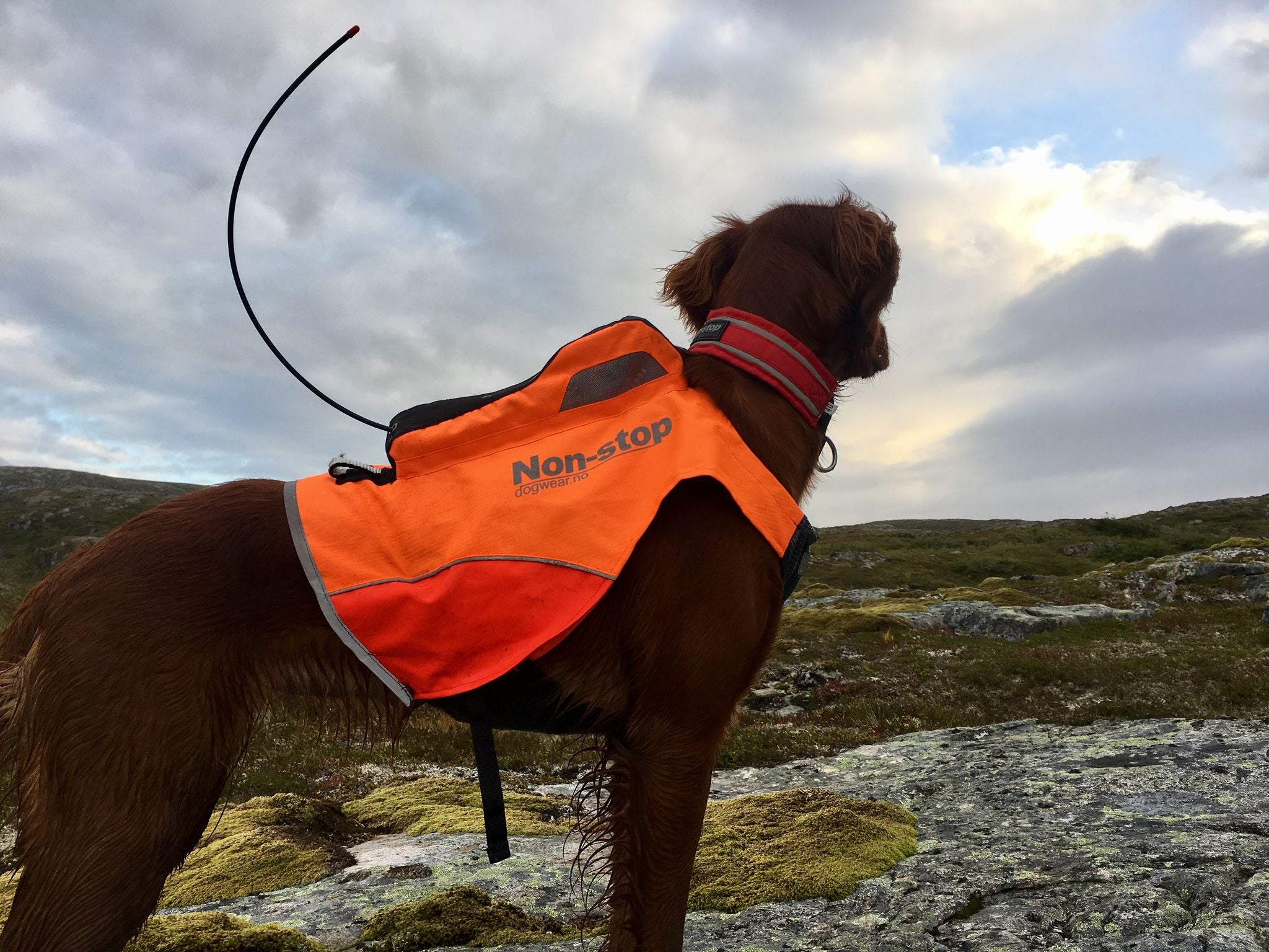 Hundemantel "Protector Vest GPS" von Non-stop dogwear