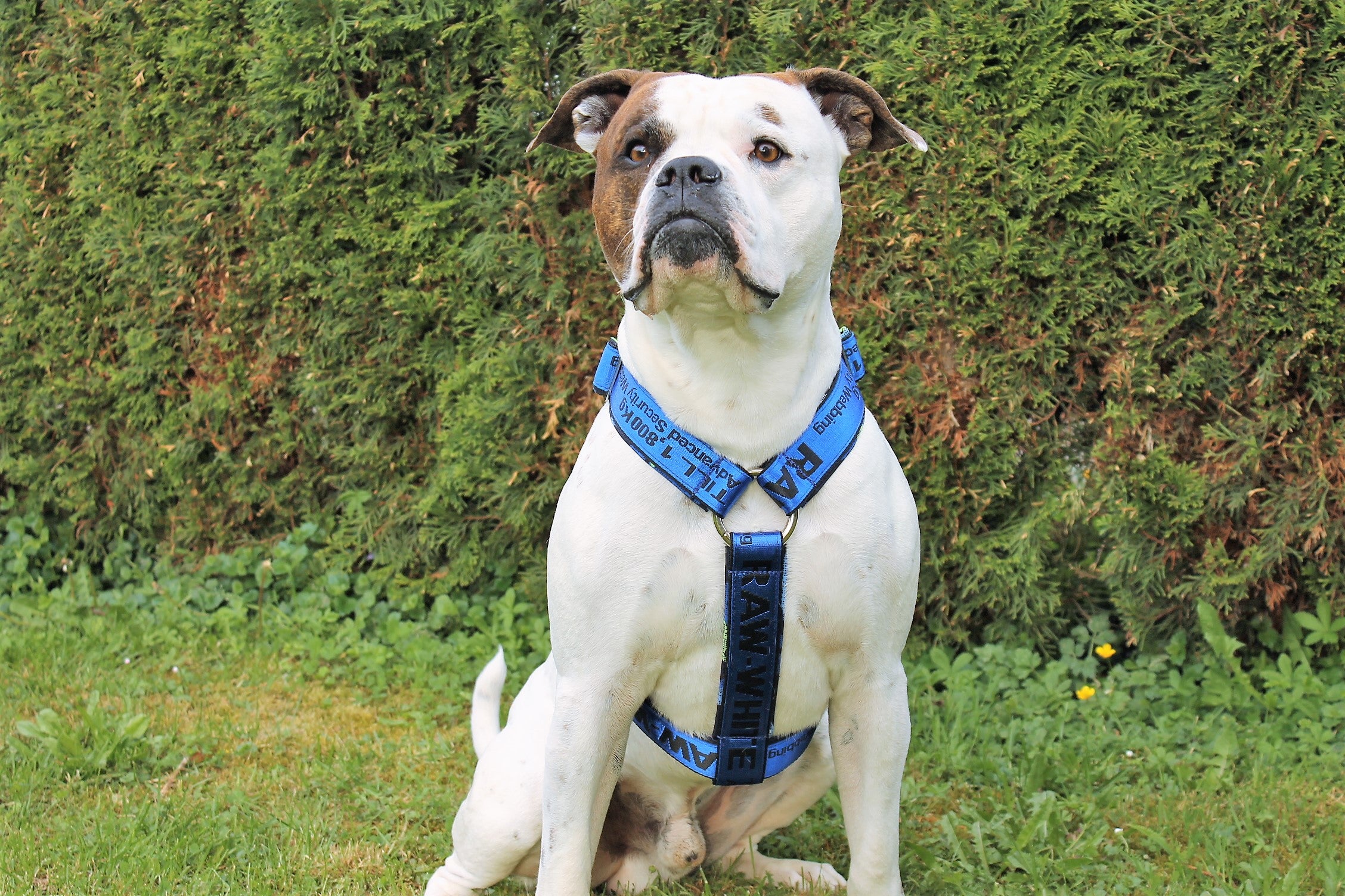 Mein Krönchenträger Geschirr