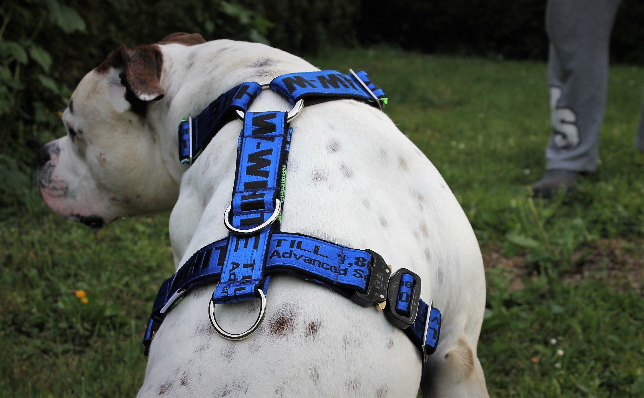 Mein Krönchenträger Geschirr