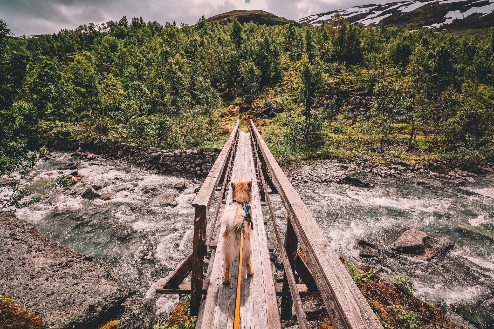 Leine "Bungee Leash" von Non-Stop dogwear