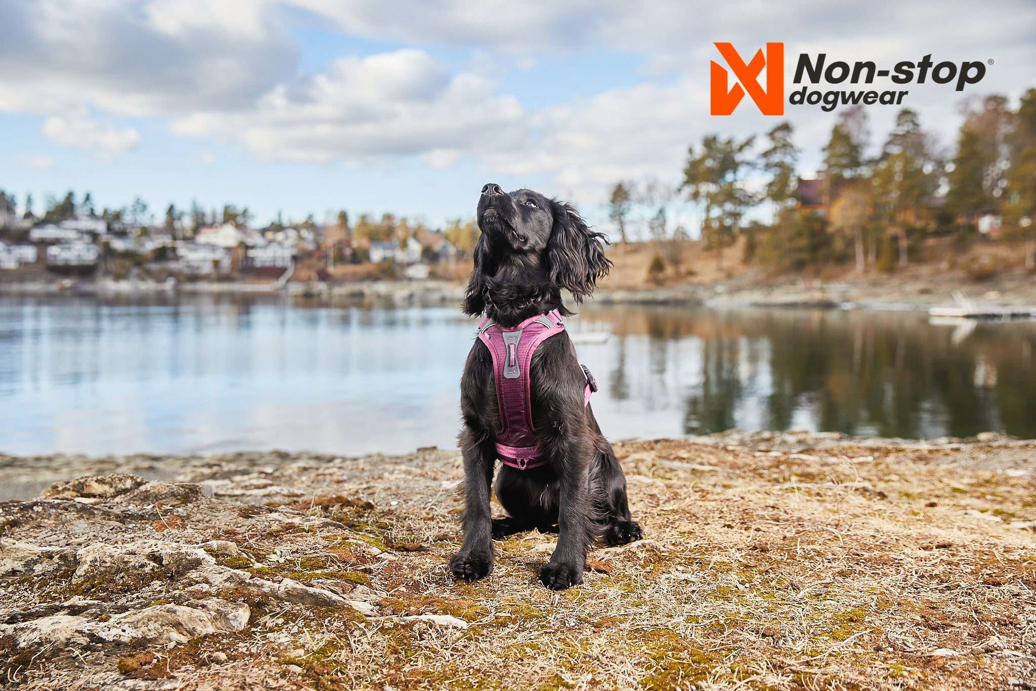 Geschirr "Ramble Harness" von Non-stop dogwear