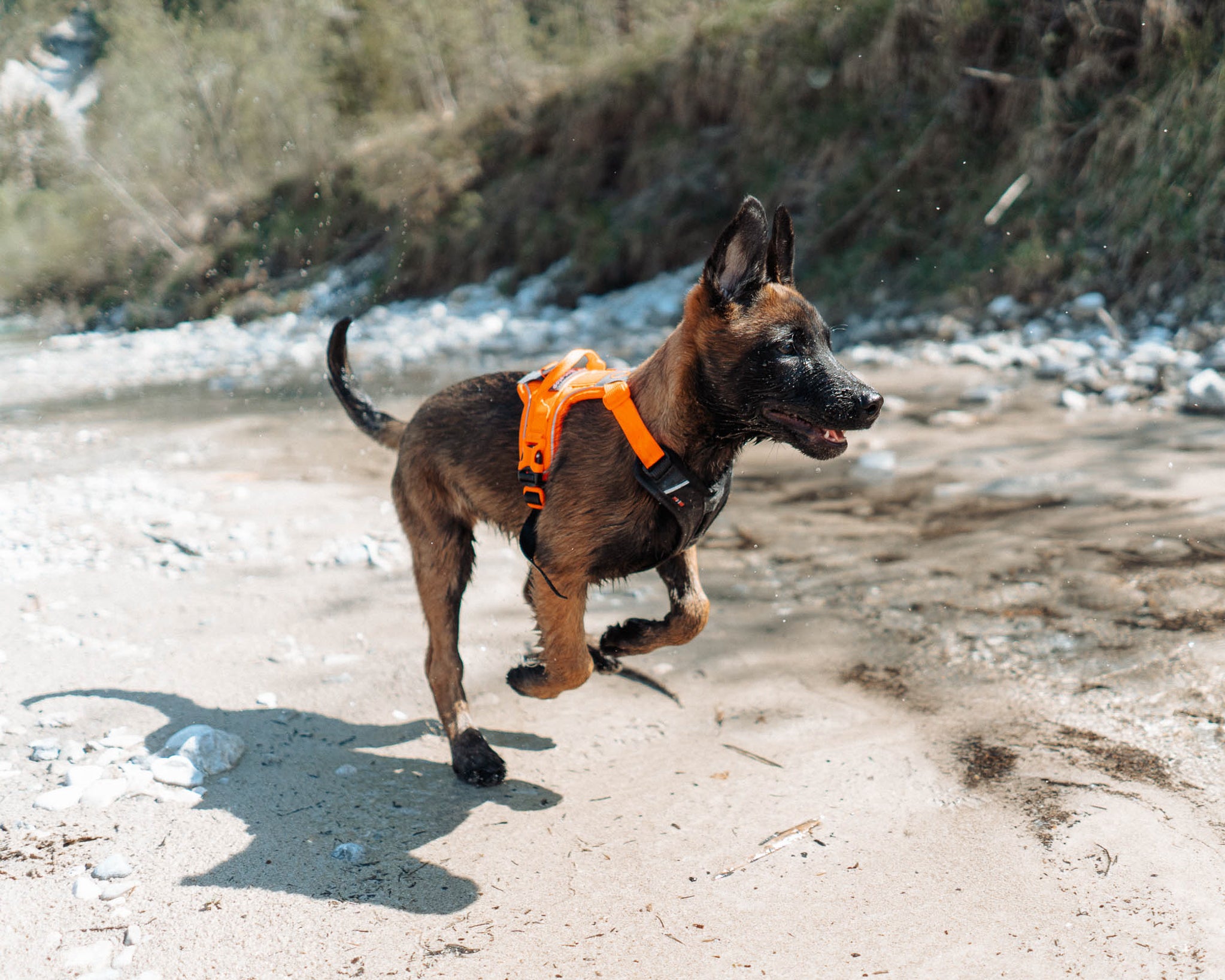 Geschirr "Ramble Harness" von Non-stop dogwear