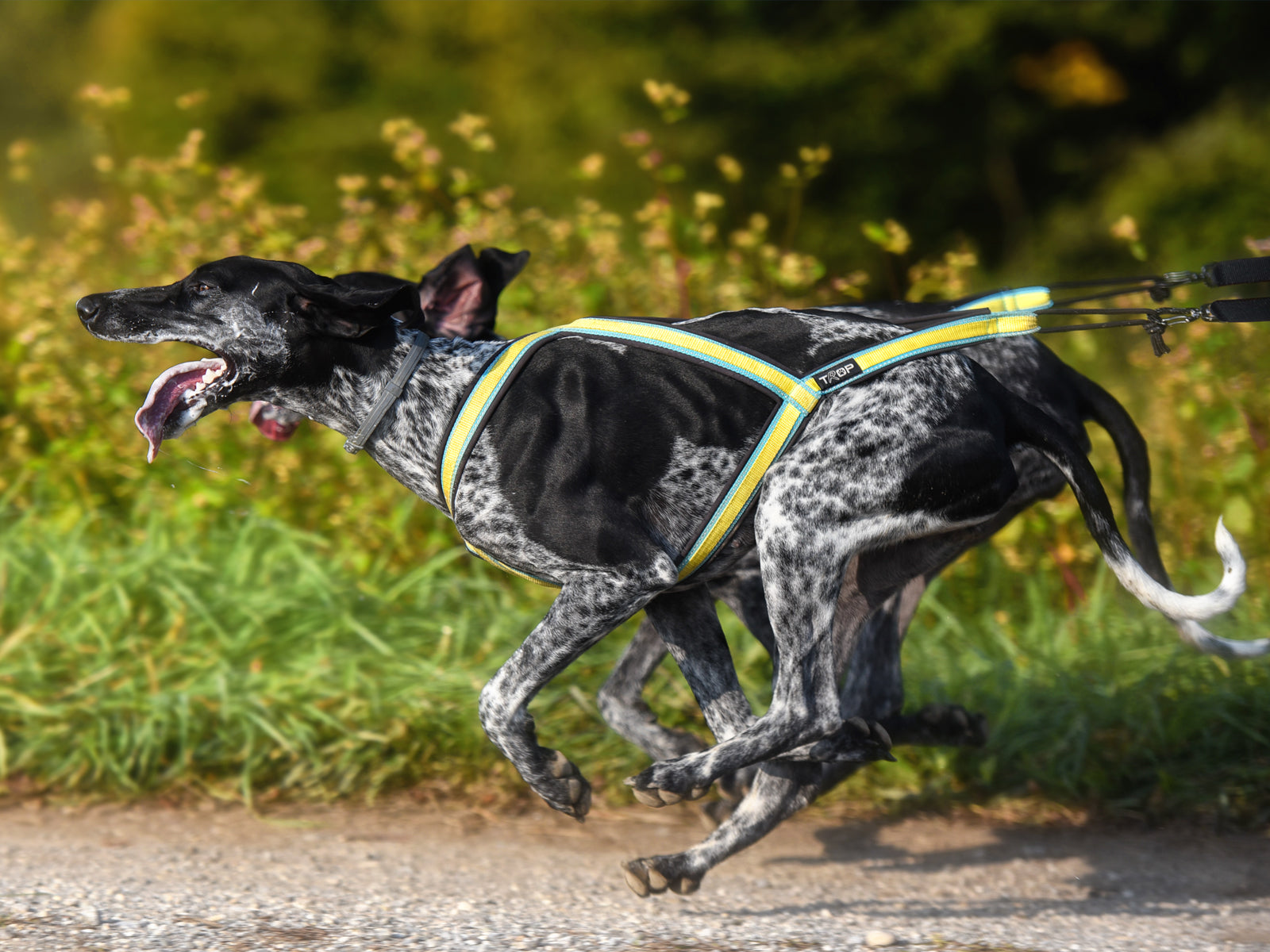 Zughundegeschirr Trop Core Harness