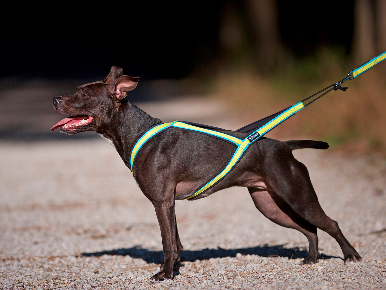 Zughundegeschirr Trop Core Harness